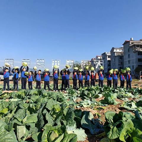 我劳动，我光荣，我种菜，我幸福。——记大司巷小学三班收割包菜实践活动