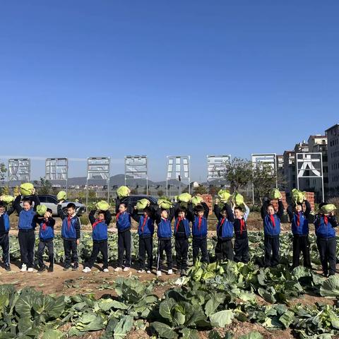 我劳动，我光荣，我种菜，我幸福。——记大司巷小学三班实践活动