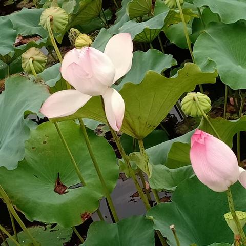 研习新课标，践行新理念！