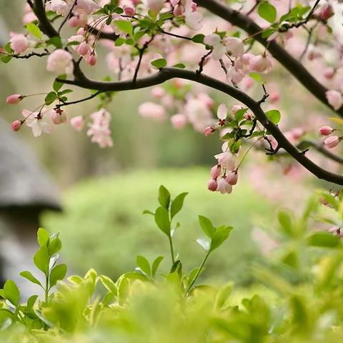 【安全提示】“柳絮飘飞隐患大 安全防护要注意”——大营园区幼儿园预防杨柳絮火灾温馨提示