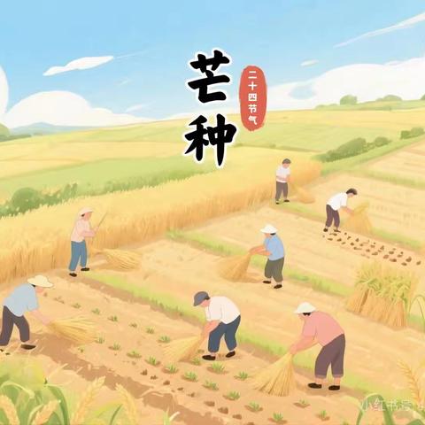 芒种芒种🌾🌾幸福播种——大营园区幼儿中班二十四节气认知课