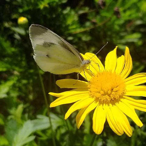 漂亮的蝴蝶与童真的邂逅———大营园区幼儿园中班手工课