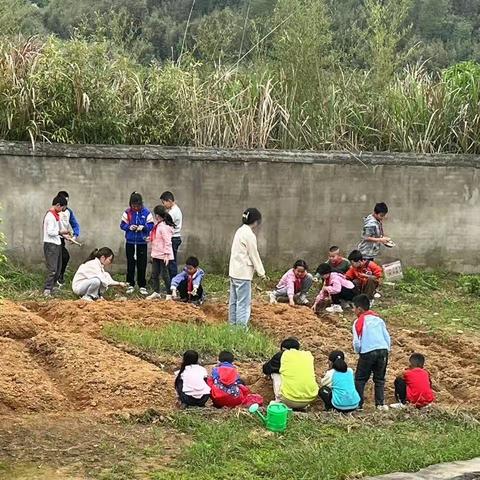 新溪小学劳动实践活动