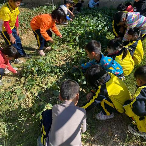 "劳动砺心志，实践促成长——莲塘镇中心小学一2班劳动课