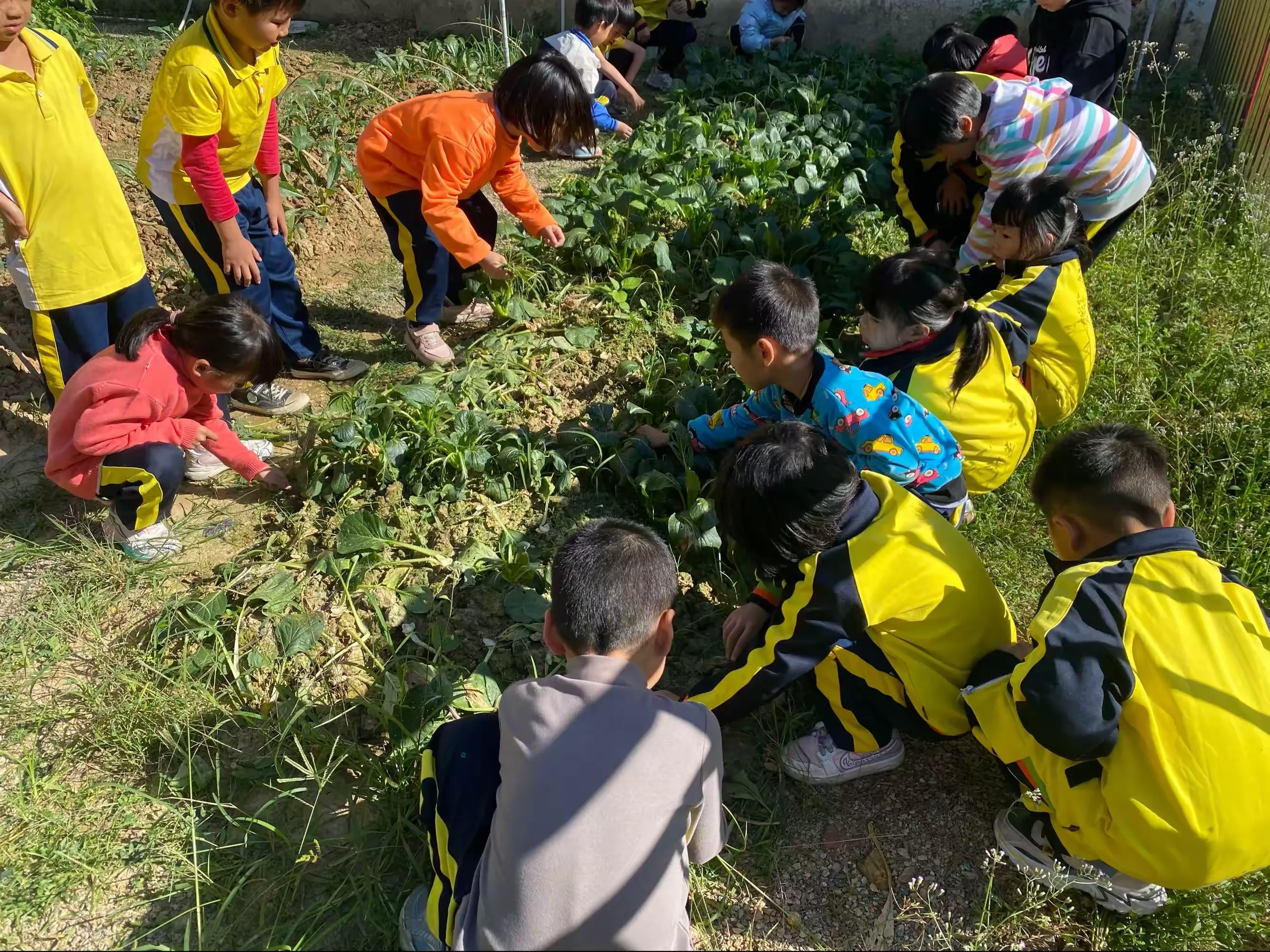 简篇-"劳动砺心志,实践促成长——莲塘镇中心小学一1班劳动课