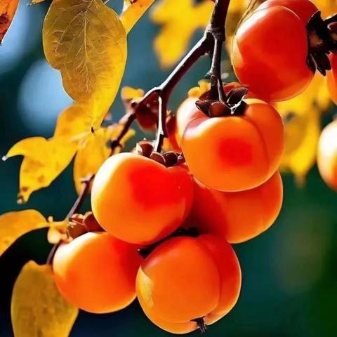 怡馨华庭小区 ﻿ 2024 年 11物业服务工作简报