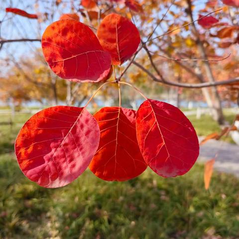 怡馨华庭物业2024年12月份 工作月报