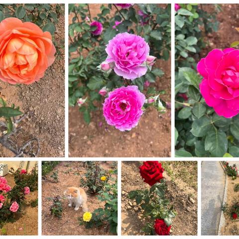 怡馨华庭物业2025年5月工作月报