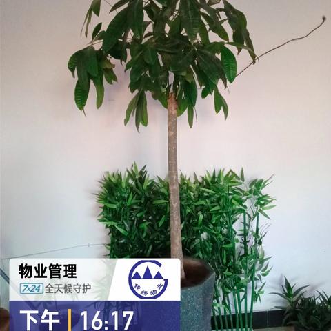 怡馨华庭物业周工作汇报