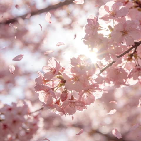 怡馨华庭物业周工作汇报