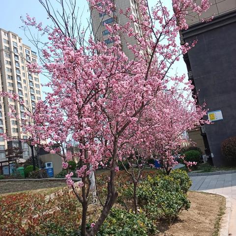 怡馨华庭物业周工作汇报