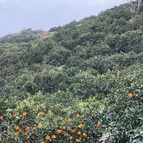 纽荷尔脐橙来啦🍊一口爆汁，橙香满屋