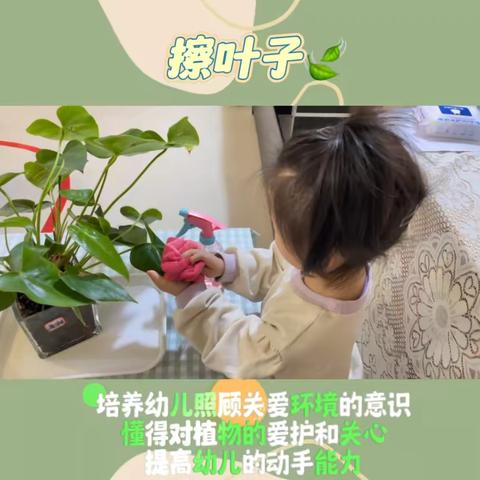 蒙氏工作—《擦叶子》🍃