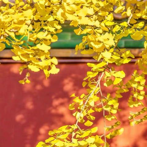 荷塘收夏色，槐蕊动秋声