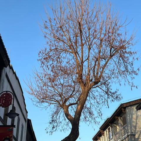 乡镇高质量发展路径探索：锻造干部、强化组织、融合科教人才