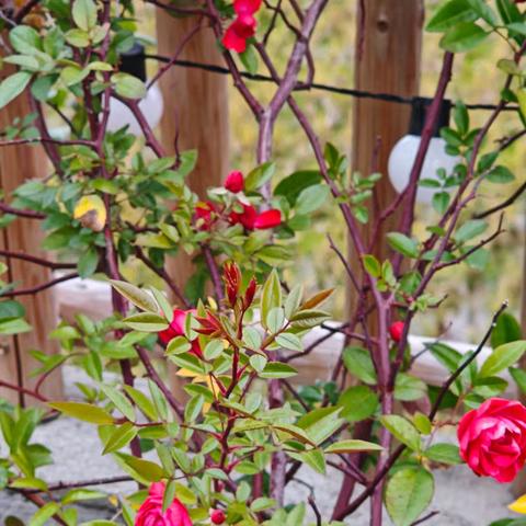 以铁的纪律护航长汀乡村振兴新征程