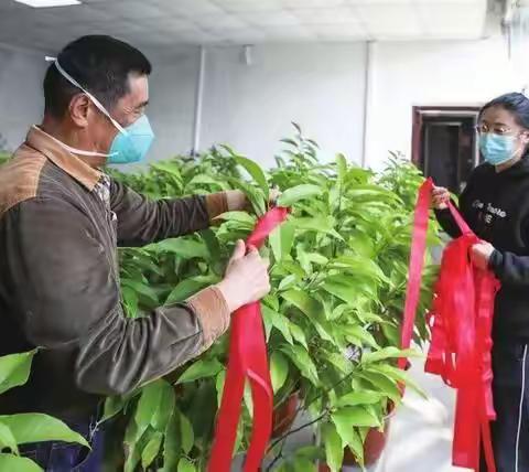 虎丘花朝节再现“赏红”习俗