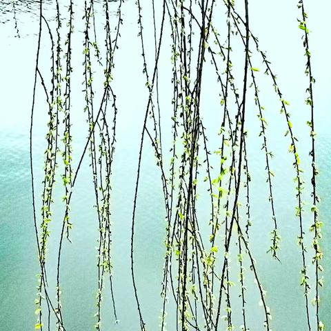 益山、益水、益美、益阳——秀峰湖初春诱惑迷人