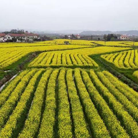 春日里的金色诗篇：乡村油菜花田记