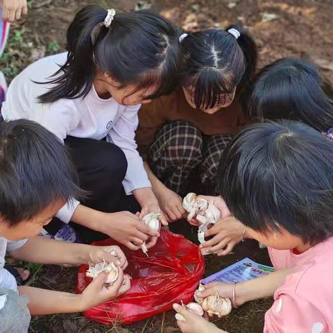 “以劳树德，以劳育美”——霞峰镇坑东小学开展劳动拓展实践活动