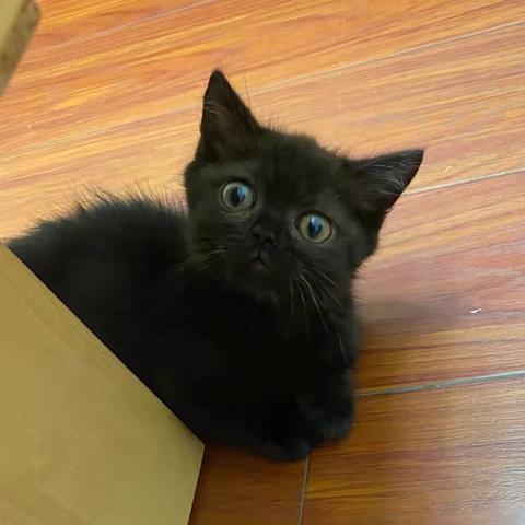 裴依涵《小黑猫“柿子”》