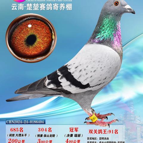 楚堃寄养棚获奖鸽照片1-100名