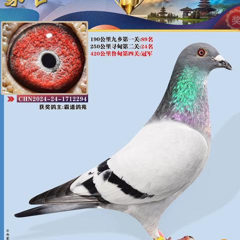 蒙自市信鸽协会24年秋季获奖鸽
