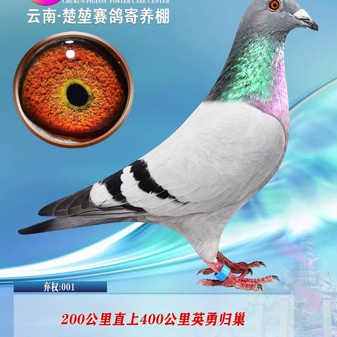 楚堃弃权鸽400公里归巢鸽照片