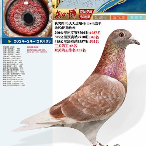 云南知博赛鸽中心决赛501-600名照片