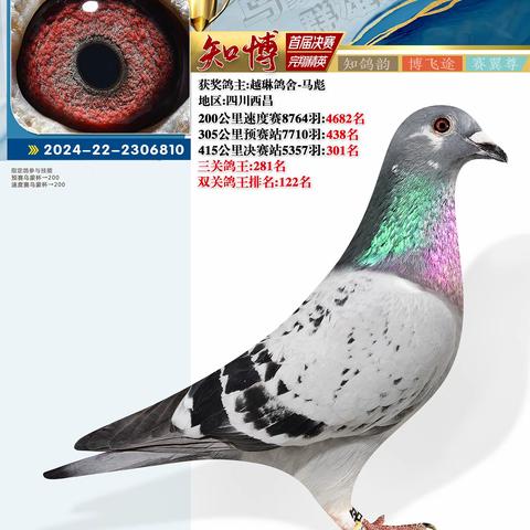 云南知博赛鸽中心决赛301-400名照片