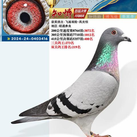 云南知博赛鸽中心决赛401-500名照片