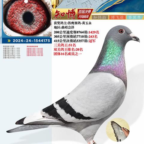 云南知博赛鸽中心决赛1-100名照片