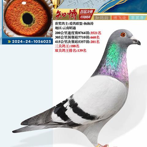 云南知博赛鸽中心决赛201-300名照片