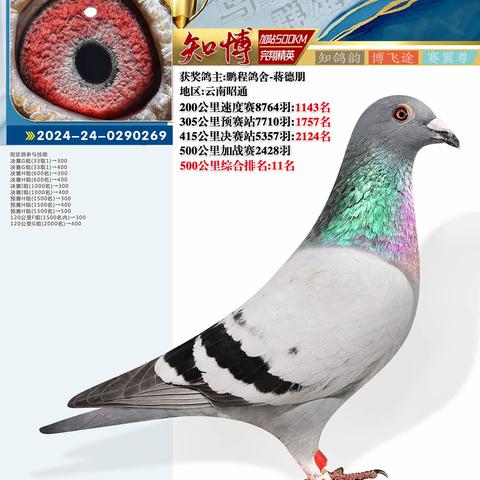 知博加战赛归巢（鸽主自费照片）