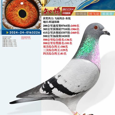 知博加站赛126-210名获奖照片