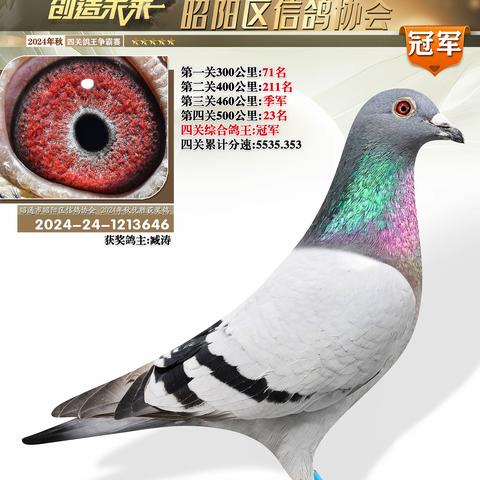 昭阳区信鸽协会24年秋获奖鸽