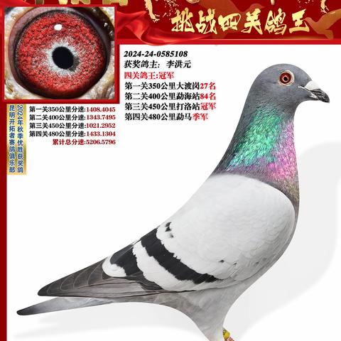 开拓者赛鸽俱乐部 2024年秋赛获奖鸽照片