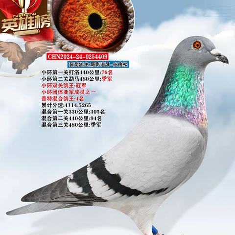 高新赛鸽俱乐部获奖鸽照片