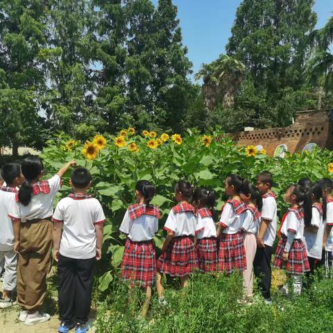 赏盛夏之花 探花盘之秘——张家岗小学三年级学生开展种植向日葵项目化活动