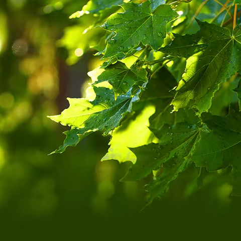 “清洁山野 守护自然” 岳麓区第二小学2201班实践活动