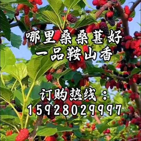 哪里桑葚好，一品鞍山香