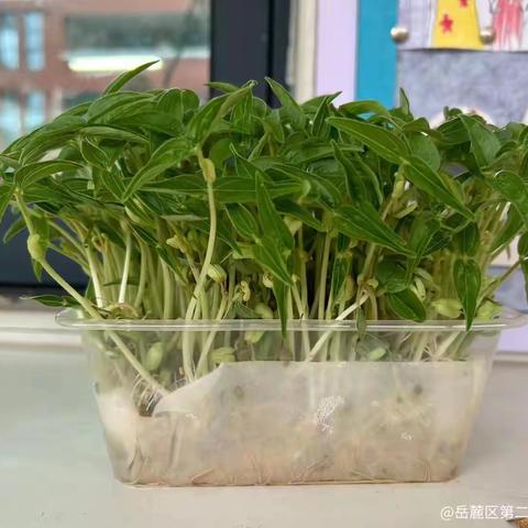 播种希望，收获成长 记岳麓二小四年级种豆芽植物观察活动