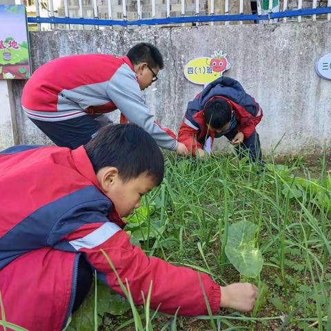 我劳动，我快乐 ——资溪县第三小学劳动实践活动