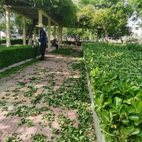 增绿添彩造美景，花红柳绿映湖影