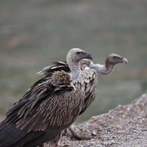 高山兀鹫 Himalayan Vulture