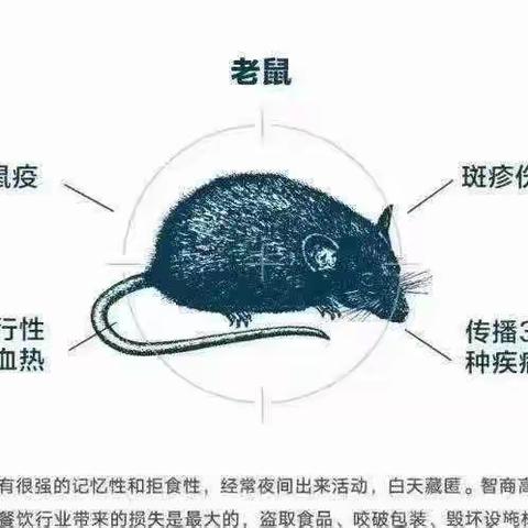 防鼠灭鼠 我们在行动——星萌幼儿园防鼠灭鼠知识宣传