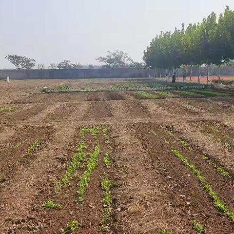 走进劳动基地，感受劳动之美 ——郯城县李庄镇杨屯小学劳动实践基地