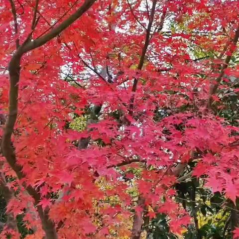 秋叶如花，我不能不在意。