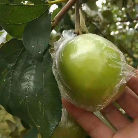 夏袭村蜜丝枣来给大家润喉了