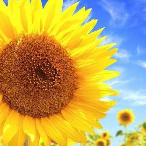 红领巾十一月争章系列一 （向阳章） ——地大附校 303中队